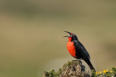 Falkland Adaları 'ndaki Carcass Adası' nda uzun kuyruklu Meadowlark (Sturnella loyca falklandica) bir çalılığa tünemiştir.