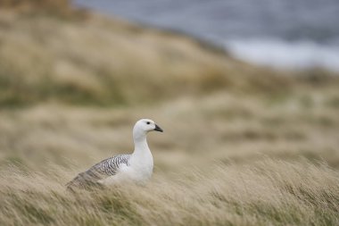 Erkek Upland Goose (Chloephaga picta leucoptera) Falkland Adaları 'ndaki Carcass Adası' ndaki çimenli bir çayırda yürüyor.