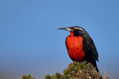 Falkland Adaları 'ndaki Carcass Adası' nda uzun kuyruklu Meadowlark (Sturnella loyca falklandica) bir çalılığa tünemiştir.