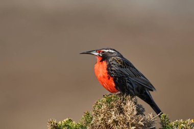 Falkland Adaları 'ndaki Carcass Adası' nda uzun kuyruklu Meadowlark (Sturnella loyca falklandica) bir çalılığa tünemiştir.
