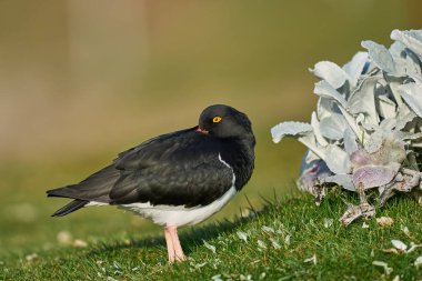 Falkland Adaları 'ndaki Carcass Adası' ndaki Deniz Lahanası bitkileri (Senecio Canadian) arasında dinlenen Magellanic Oystercatcher (Haematopus leucopodus).