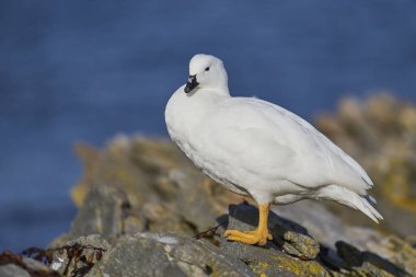 Falkland Adaları 'ndaki Carcass Adası kıyısında Erkek Kelp Kaz (Chloephaga hybrida malvinarum).