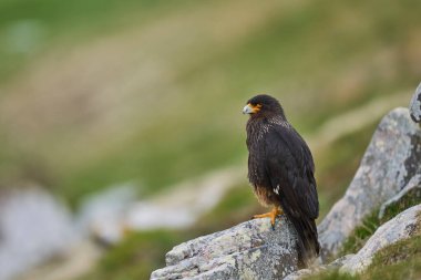 Striated Caracara (Phalcoboenus australis) on the coast of Carcass Island in the Falkland Islands.