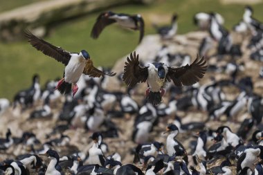 İmparatorluk Shag (Phalacrocorax atriceps albiventer) Falkland Adaları 'ndaki Carcass Adası kıyılarına iniyor.