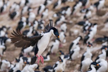 İmparatorluk Shag (Phalacrocorax atriceps albiventer) Falkland Adaları 'ndaki Carcass Adası kıyılarına iniyor.