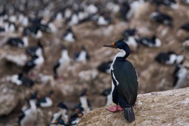 Falkland Adalarındaki coast karkas adada imparatorluk Tepeli karabatak (Phalacrocorax atriceps albiventer) koloni üreme.