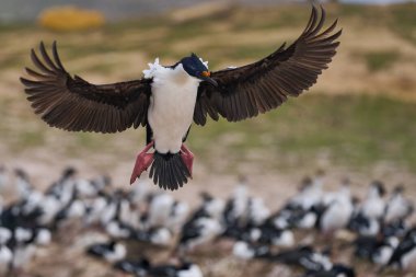 İmparatorluk Shag (Phalacrocorax atriceps albiventer) Falkland Adaları 'ndaki Carcass Adası kıyılarına iniyor.