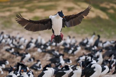İmparatorluk Shag (Phalacrocorax atriceps albiventer) Falkland Adaları 'ndaki Carcass Adası kıyılarına iniyor.