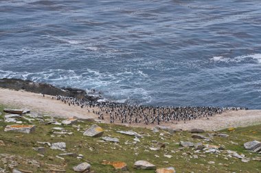 Falkland Adalarındaki coast karkas adada imparatorluk Tepeli karabatak (Phalacrocorax atriceps albiventer) koloni üreme.