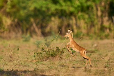 Genç Impala (Aepyceros melampus) Güney Luangwa Ulusal Parkı, Zambiya 'da tehlikeden kaçıyor
