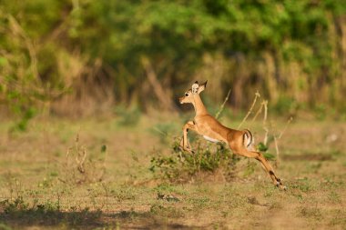 Genç Impala (Aepyceros melampus) Güney Luangwa Ulusal Parkı, Zambiya 'da tehlikeden kaçıyor
