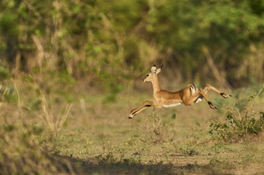 Genç Impala (Aepyceros melampus) Güney Luangwa Ulusal Parkı, Zambiya 'da tehlikeden kaçıyor