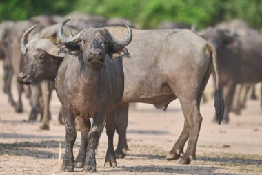 Güney Luangwa Ulusal Parkı, Zambiya 'da büyük bir Afrika Bizonu sürüsü (Syncerus caffer)