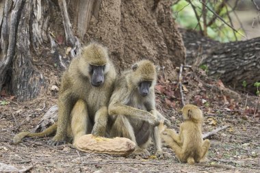 Sarı Babun (Papio cynocephalus) Güney Luangwa Ulusal Parkı, Zambiya 'daki bir sosis ağacının meyvesiyle besleniyor.