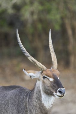 Waterbuck (Kobus ellipsiprymnus) Güney Luangwa Ulusal Parkı, Zambiya