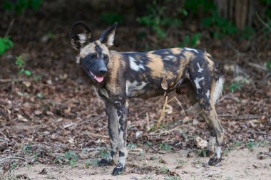 Afrika Vahşi Köpeği (Lycaon pictus) Güney Luangwa Ulusal Parkı, Zambiya 'da av aramaya başlamak üzere.