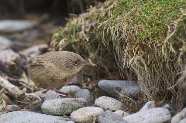 Cobb 's Wren (Troglodytes cobbi) Falkland Adaları' ndaki Carcass Adası 'ndaki yuvasına yiyecek ile döner..