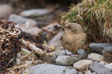 Cobb 's Wren (Troglodytes cobbi) Falkland Adaları' ndaki Carcass Adası 'ndaki yuvasına yiyecek ile döner..
