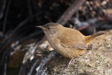 Cobb 's Wren (Troglodytes cobbi) Falkland Adaları' ndaki Carcass Adası 'nda yiyecek arıyor..