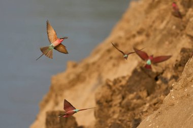 Güney Luangwa Ulusal Parkı, Zambiya 'daki Luangwa Nehri üzerinde uçan böcekleri avlayan Güney Carmine Arı Yiyen (Merops nubicoides)