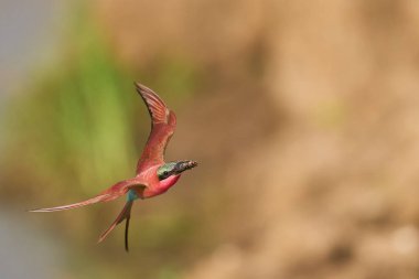 Güney Luangwa Ulusal Parkı, Zambiya 'daki Luangwa Nehri üzerinde uçan böcekleri avlayan Güney Carmine Arı Yiyen (Merops nubicoides)