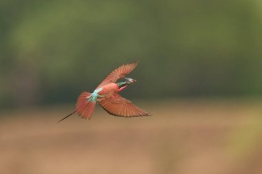 Güney Luangwa Ulusal Parkı, Zambiya 'daki Luangwa Nehri üzerinde uçan böcekleri avlayan Güney Carmine Arı Yiyen (Merops nubicoides)