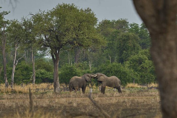 Группа быков Африканский слон (Loxodonta africana) в лесистой местности в Национальном парке Южная Луангва, Замбия    