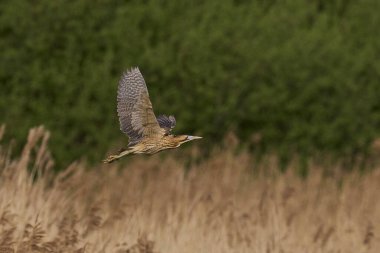 Bittern (Botaurus Stellaris) Somerset Düzey, İngiltere 'deki sazlıklar üzerinde uçar.