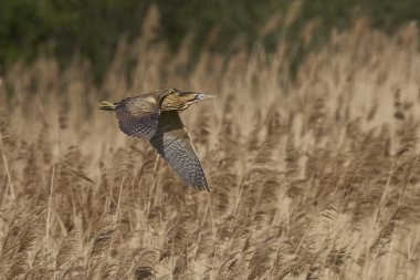Bittern (Botaurus Stellaris) Somerset Düzey, İngiltere 'deki sazlıklar üzerinde uçar.