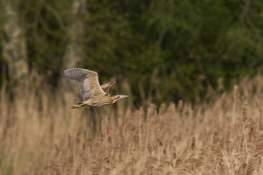 Bittern (Botaurus Stellaris) Somerset Düzey, İngiltere 'deki sazlıklar üzerinde uçar.