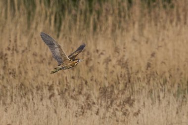 Bittern (Botaurus Stellaris) Somerset Düzey, İngiltere 'deki sazlıklar üzerinde uçar.
