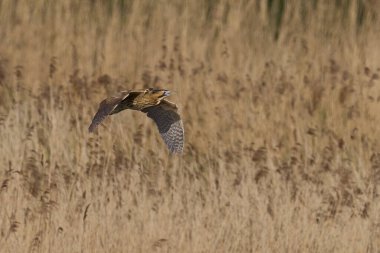 Bittern (Botaurus Stellaris) Somerset Düzey, İngiltere 'deki sazlıklar üzerinde uçar.