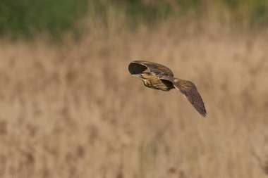 Bittern (Botaurus Stellaris) Somerset Düzey, İngiltere 'deki sazlıklar üzerinde uçar.