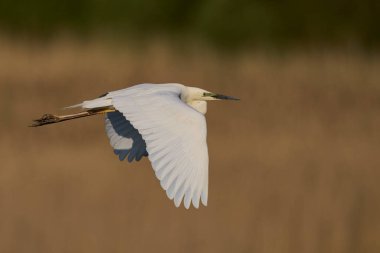 Büyük Beyaz Akbalıkçıl (Ardea alba) Somerset Düzey, İngiltere 'de sazlıklar üzerinde uçar.