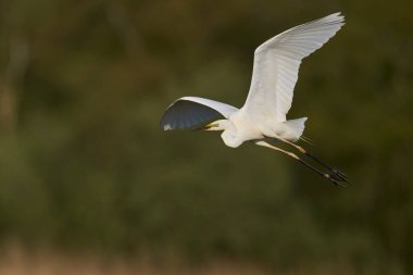 Büyük Beyaz Akbalıkçıl (Ardea alba) Somerset Düzey, İngiltere 'de sazlıklar üzerinde uçar.