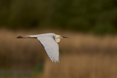 Büyük Beyaz Akbalıkçıl (Ardea alba) Somerset Düzey, İngiltere 'de sazlıklar üzerinde uçar.