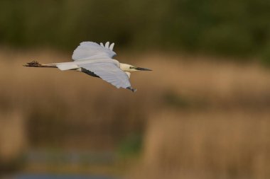 Büyük Beyaz Akbalıkçıl (Ardea alba) Somerset Düzey, İngiltere 'de sazlıklar üzerinde uçar.