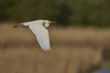 Büyük Beyaz Akbalıkçıl (Ardea alba) Somerset Düzey, İngiltere 'de sazlıklar üzerinde uçar.