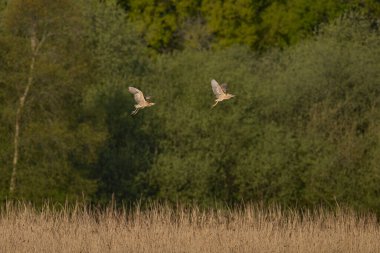 Bittern (Botaurus Stellaris) Somerset, İngiltere 'deki Somerset Düzey sazlıklarında bir rakibini kovalıyor..