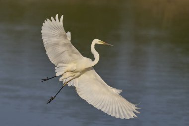 Büyük Beyaz Akbalıkçıl (Ardea alba) Somerset Düzey, İngiltere 'de sazlıklar üzerinde uçar.