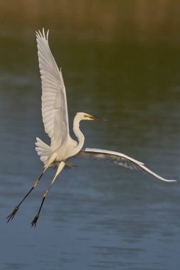 Büyük Beyaz Akbalıkçıl (Ardea alba) Somerset Düzey, İngiltere 'de sazlıklar üzerinde uçar.