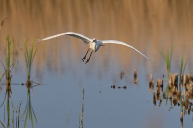 Büyük Beyaz Akbalıkçıl (Ardea alba) Somerset Düzey, İngiltere 'de sazlıklar üzerinde uçar.