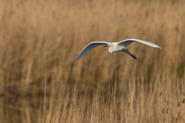 Büyük Beyaz Akbalıkçıl (Ardea alba) Somerset Düzey, İngiltere 'de sazlıklar üzerinde uçar.