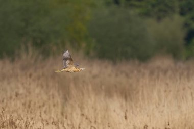 Bittern (Botaurus Stellaris) Somerset Düzey, İngiltere 'deki sazlıklar üzerinde uçar.