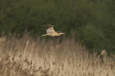 Bittern (Botaurus Stellaris) Somerset Düzey, İngiltere 'deki sazlıklar üzerinde uçar.