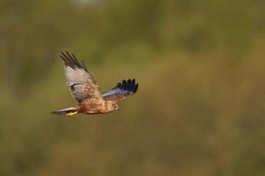 Marsh Harrier (Circus aeruginosus), Birleşik Krallık 'taki Somerset Düzey' de bir sazlığın üzerinde avlanmaktadır.
