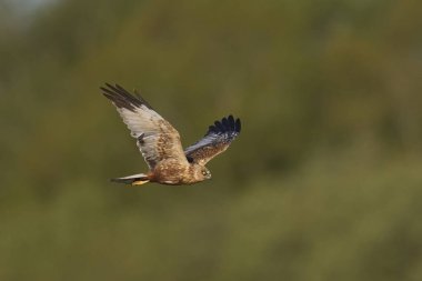 Marsh Harrier (Circus aeruginosus), Birleşik Krallık 'taki Somerset Düzey' de bir sazlığın üzerinde avlanmaktadır.