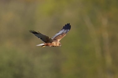 Marsh Harrier (Circus aeruginosus), Birleşik Krallık 'taki Somerset Düzey' de bir sazlığın üzerinde avlanmaktadır.