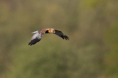 Marsh Harrier (Circus aeruginosus), Birleşik Krallık 'taki Somerset Düzey' de bir sazlığın üzerinde avlanmaktadır.