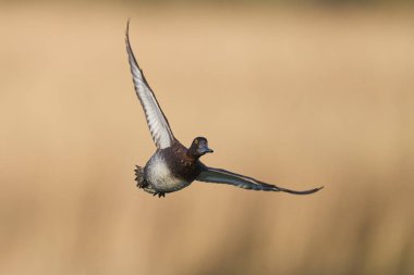 Tufted Duck (Aythya fuligula) Somerset Düzey, Somerset, İngiltere 'de bir lagünün üzerinden uçuyor.. 